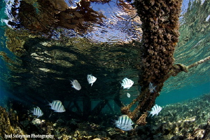 Under the old Jetty by Iyad Suleyman 